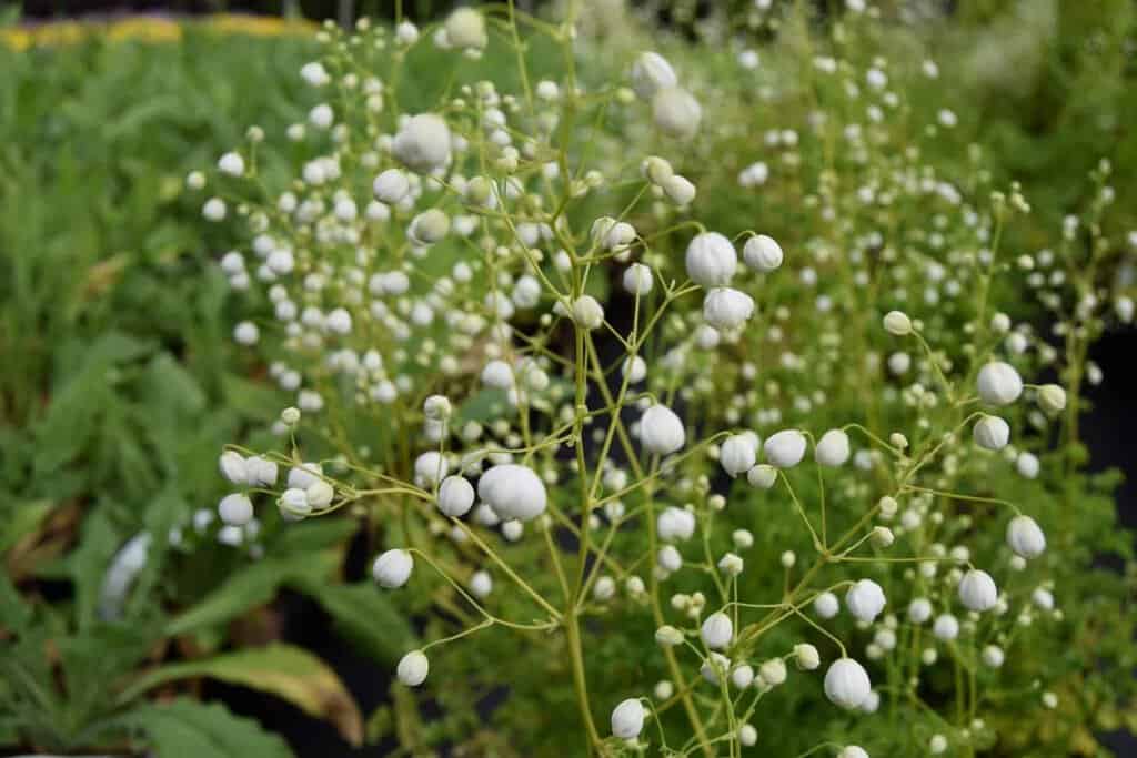 Thalictrum delavayi Splendide White ---